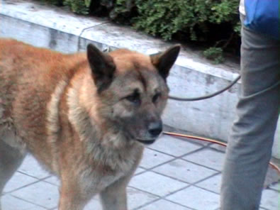 Kutya